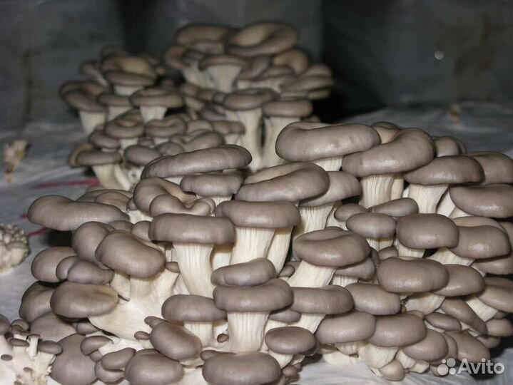 Мицелий грибов и готовые блоки