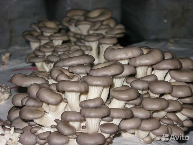 Мицелий грибов и готовые блоки