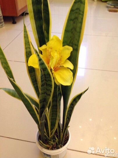 Сансевиерия с жёлтой окантовкой