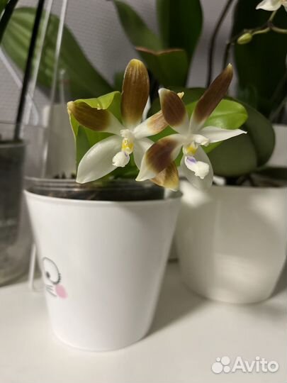 Орхидея феленопсис тетрапсис кофе