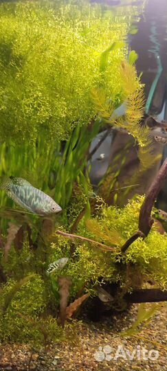 Аквариумные рыбки