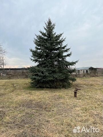 Ель