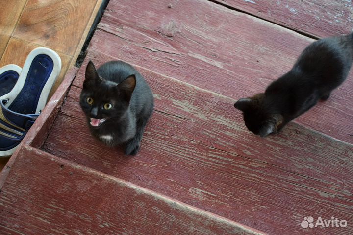 Отдам котят