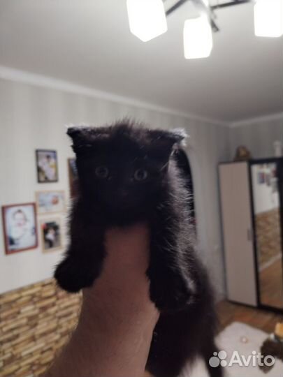 Кошка в дар