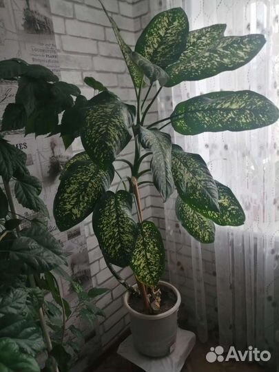 Диффенбахия