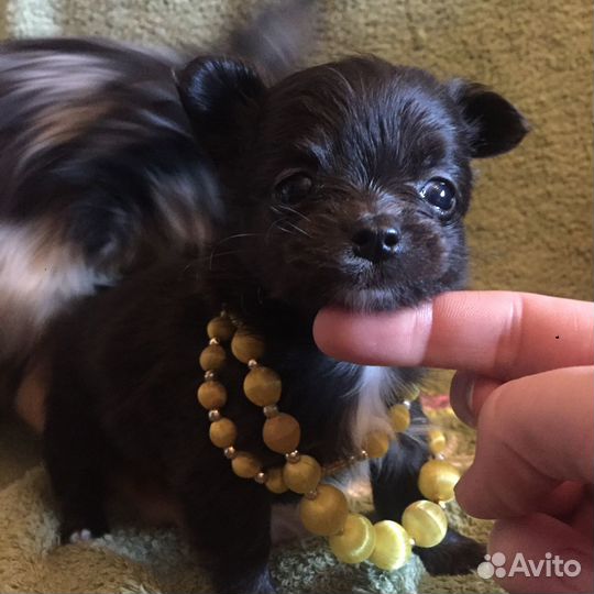 Чёрная жемчужина mini чишка