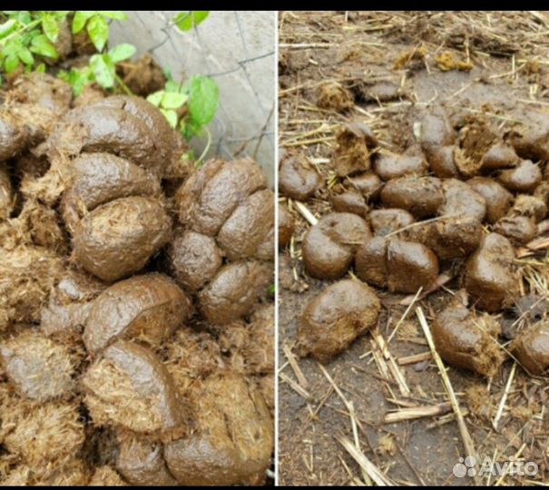 Прогулки на лошадях