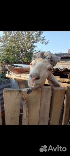 Домашнее козье молоко