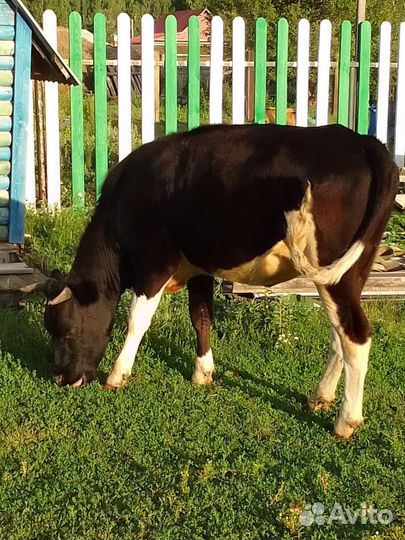 Корова дойная с теленком