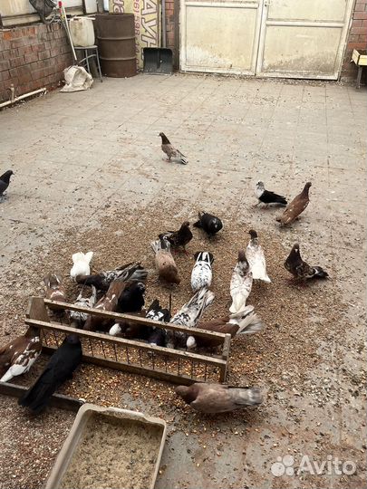 Продажа голубей