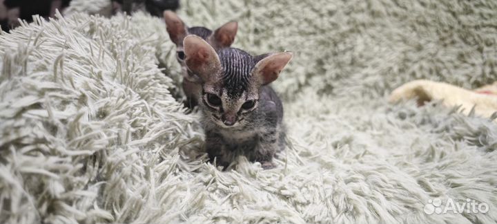 Сфинкс котята девочки