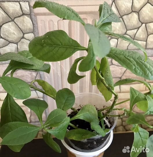 Клеродендрум угандийский (голубая бабочка)