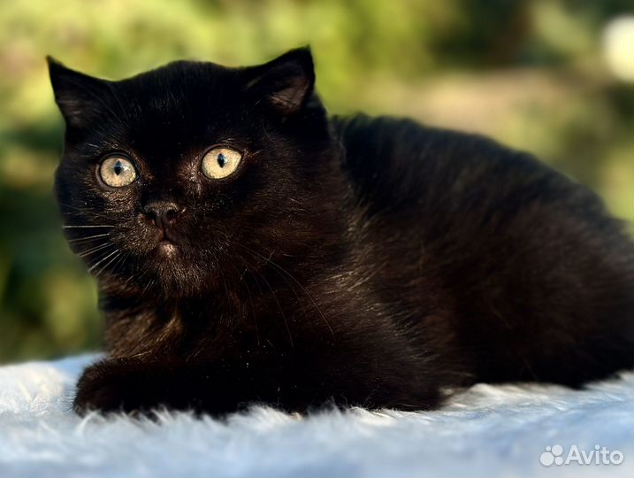 Шотландская плюшка