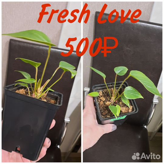 Антуриум Fresh Love