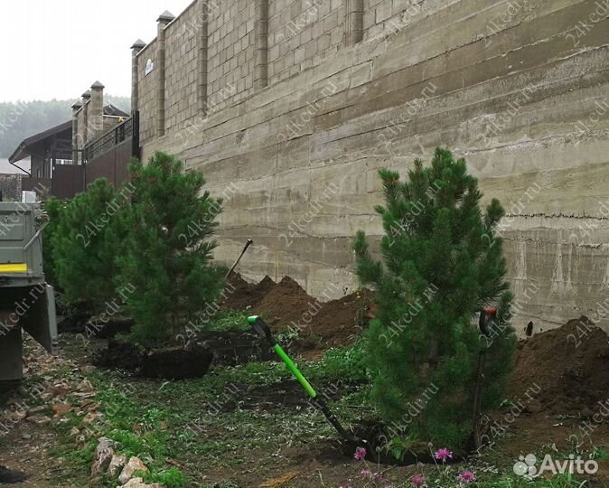 Саженцы кедра от производителя экстра класс