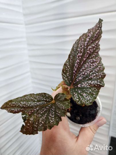 Бегонии сортовые