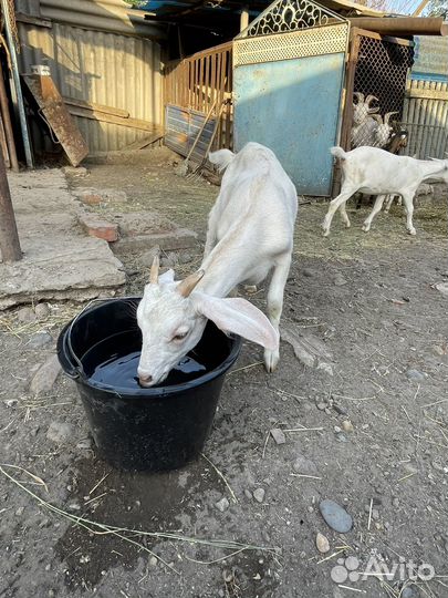 Козлята и коза