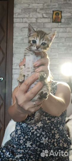 Котята