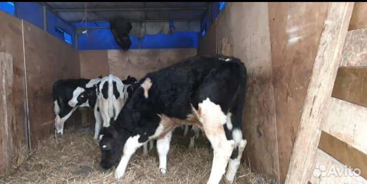 Телята бычки