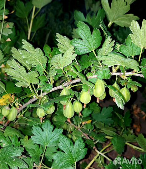 Саженцы чёрной смородины, крыжовник