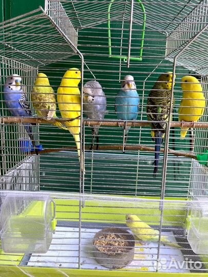 Волнистый попугай