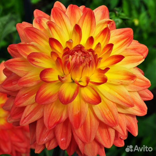 Растения цветы для сада