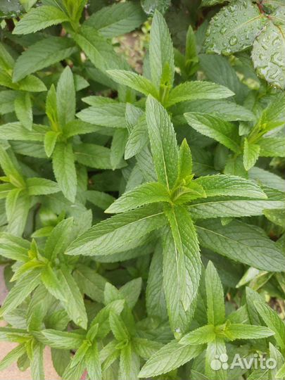 Мята перечная