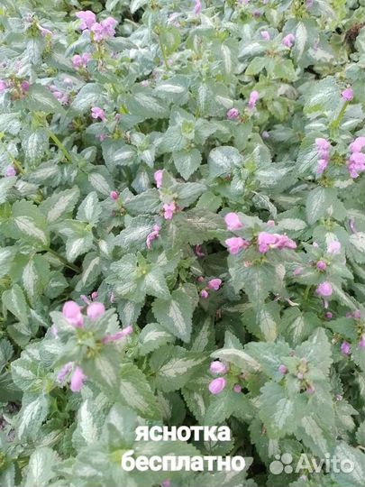 Почвопокровники бесплатно