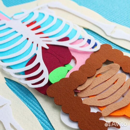 Анатомия человека - Монтессори пособие из фетра