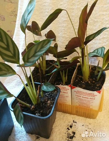 Маранта.Драцена,Карноза,восковый плющ