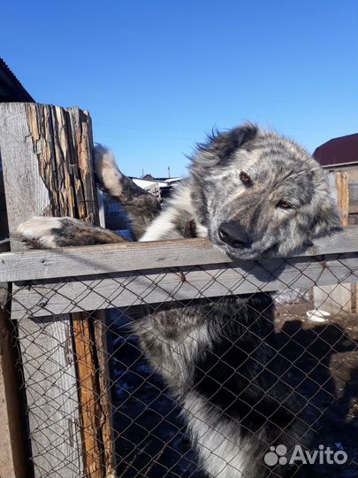 Собаки бесплатно