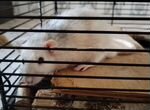 Крыса с клеткой