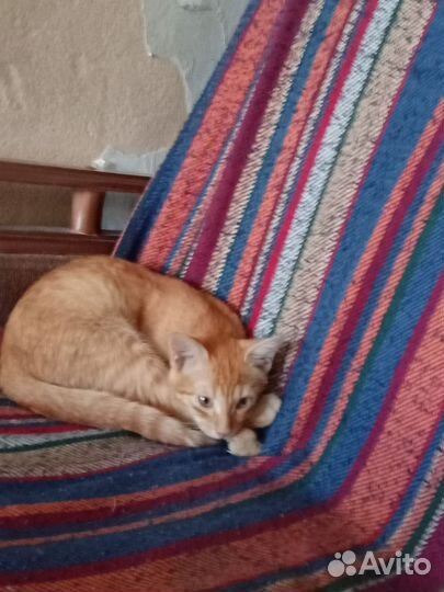 Апельсинка