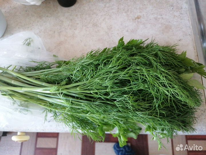 Укроп