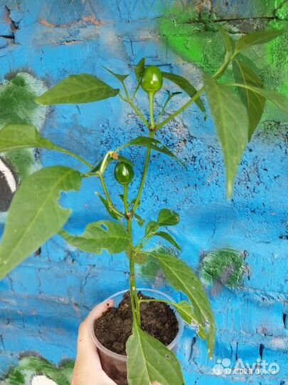 Перец острый