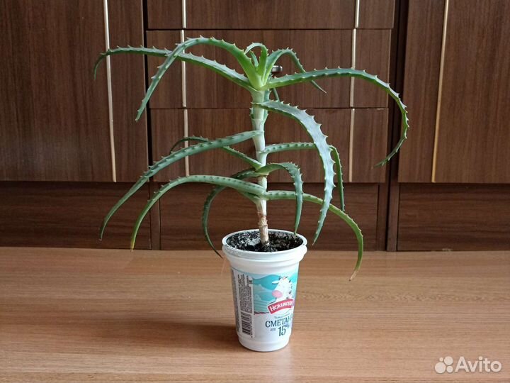 Алоэ древовидное (столетник)