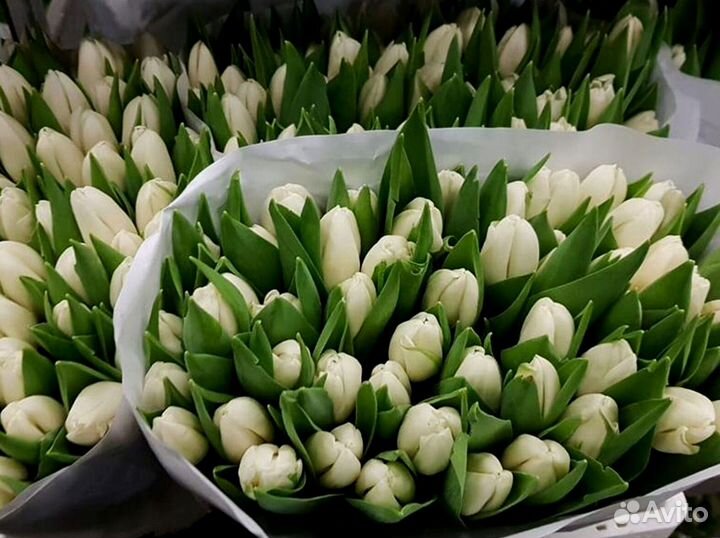 Оптом тюльпаны