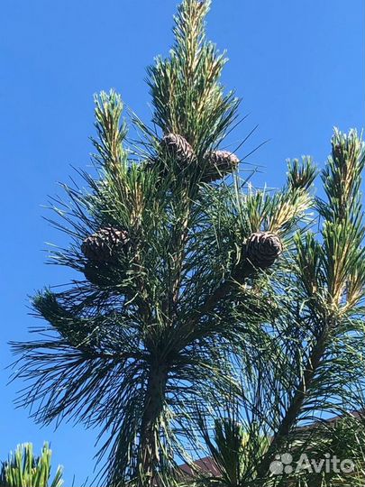 Саженцы кедра сибирского привитые с шишками