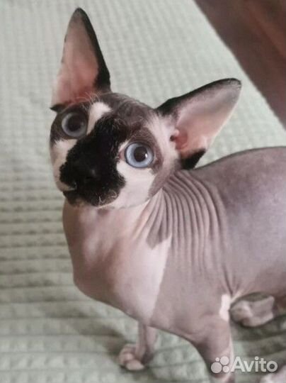 Продам кота сфинкс
