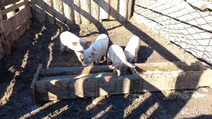 Поросята