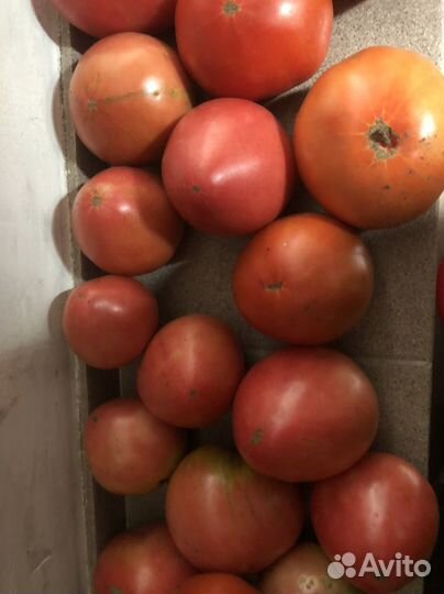 Помидоры свежие домашние