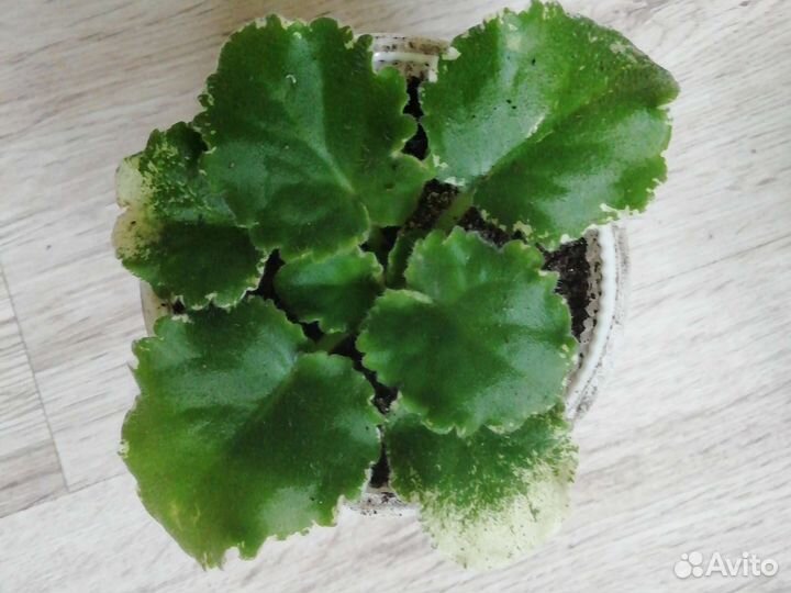 Фиалка. Детки, листы