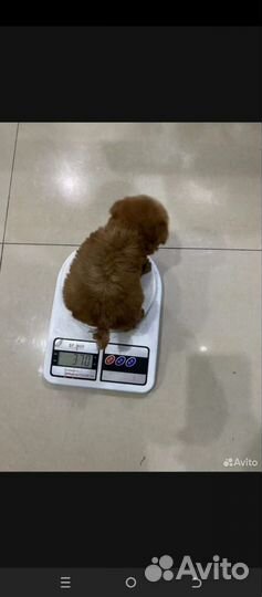 Тикап пудель импорт