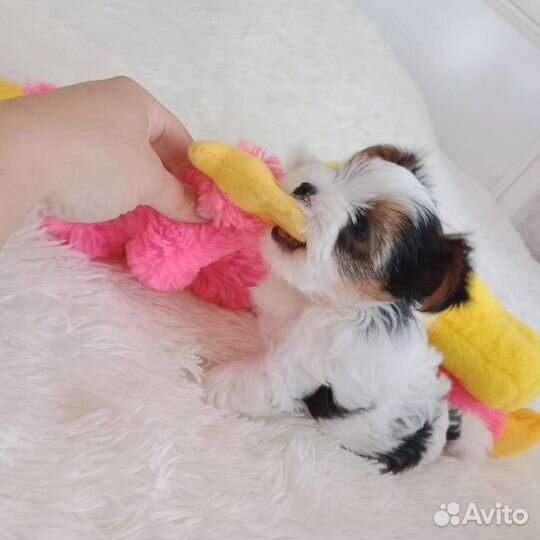 Девочка Бивер