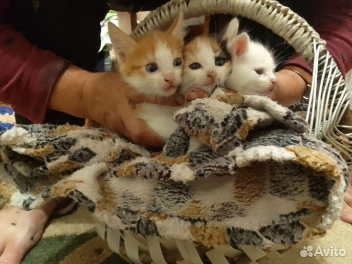 Котята в добрые руки
