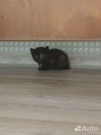 Кошка котёнок