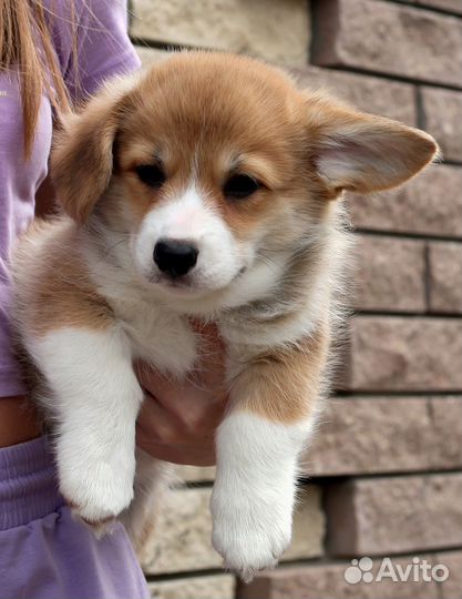 Вельш-корги пемброк