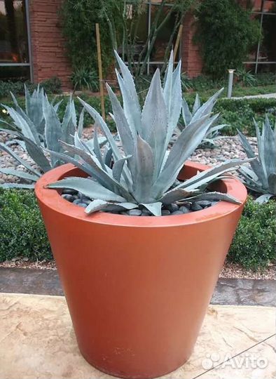 Агава голубая,американская