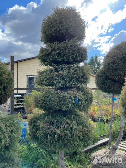 Можжевельник формированный виргинский