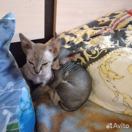 Продаю котёнка порода сфинкс, цена 3000